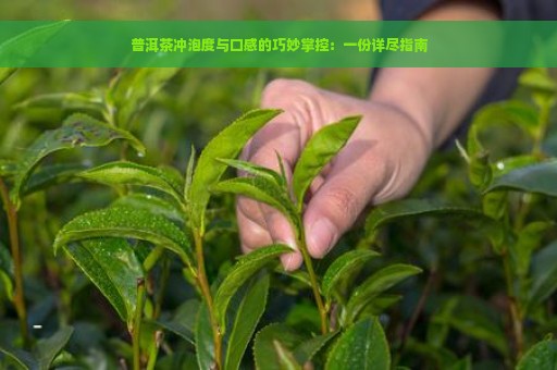 普洱茶冲泡度与口感的巧妙掌控：一份详尽指南