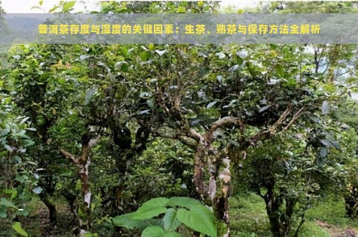 普洱茶存度与湿度的关键因素：生茶、熟茶与保存方法全解析