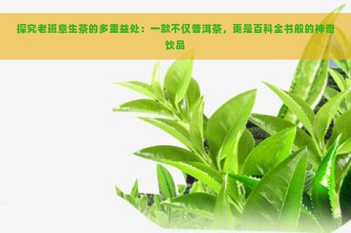 探究老班章生茶的多重益处：一款不仅普洱茶，更是百科全书般的神奇饮品