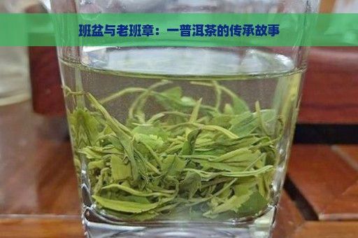 班盆与老班章：一普洱茶的传承故事