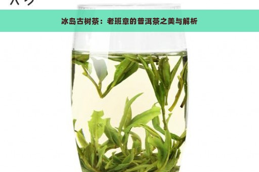 冰岛古树茶：老班章的普洱茶之美与解析