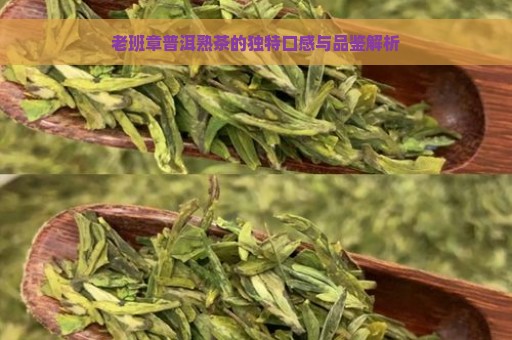 老班章普洱熟茶的独特口感与品鉴解析