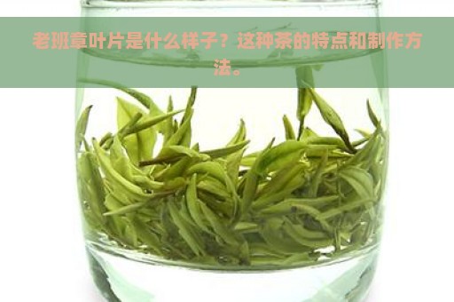 老班章叶片是什么样子？这种茶的特点和制作方法。