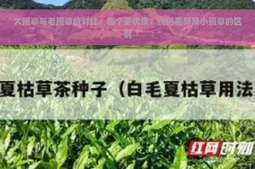 大班章与老班章的对比：哪个更优质？价格差异及小班章的区别