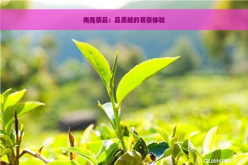 南尧茶品：品质越的茗茶体验