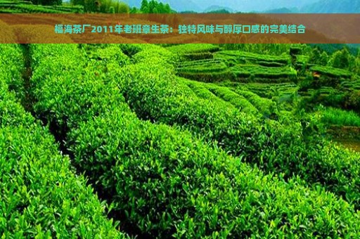 福海茶厂2011年老班章生茶：独特风味与醇厚口感的完美结合