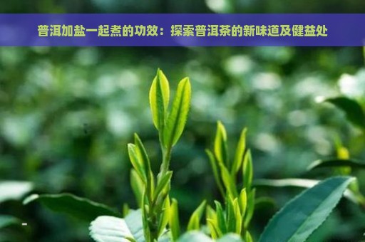 普洱加盐一起煮的功效：探索普洱茶的新味道及健益处