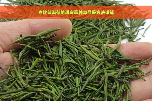 煮饮普洱茶的适宜品种与品鉴方法详解