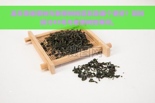 龙井茶老茶树与新茶树的区别及哪个更好？同时探讨43号与老茶树的异同。