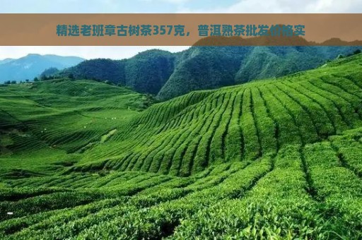 精选老班章古树茶357克，普洱熟茶批发价格实