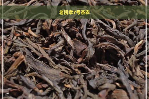 老班章7号茶农