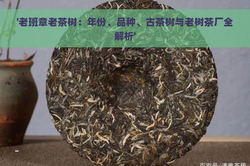 '老班章老茶树：年份、品种、古茶树与老树茶厂全解析'