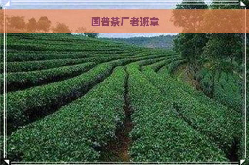 国普茶厂老班章