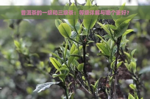 普洱茶的一级和三级茶：等级详解与哪个更好？