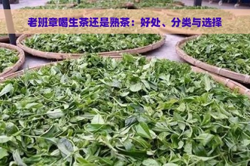 老班章喝生茶还是熟茶：好处、分类与选择