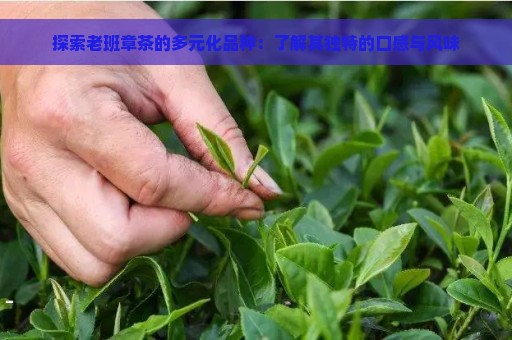 探索老班章茶的多元化品种：了解其独特的口感与风味