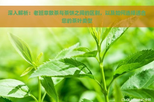 深入解析：老班章散茶与茶饼之间的区别，以及如何选择适合您的茶叶类型