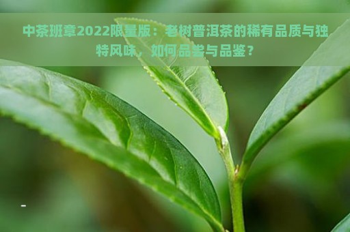 中茶班章2022限量版：老树普洱茶的稀有品质与独特风味，如何品尝与品鉴？