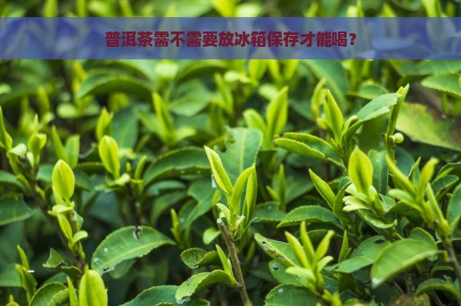 普洱茶需不需要放冰箱保存才能喝？