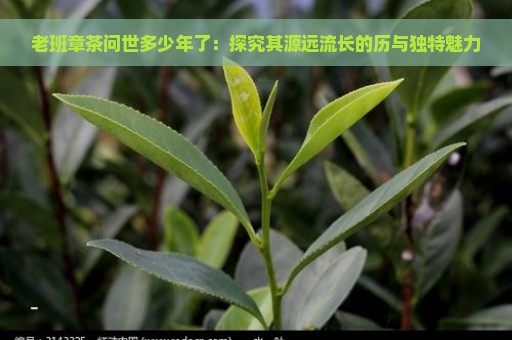 老班章茶问世多少年了：探究其源远流长的历与独特魅力