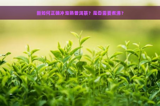 新如何正确冲泡熟普洱茶？是否需要煮沸？