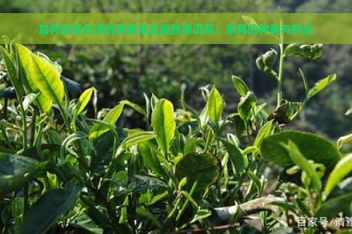 如何选择合适的茶具来品鉴熟普洱茶：茶具的种类与特点