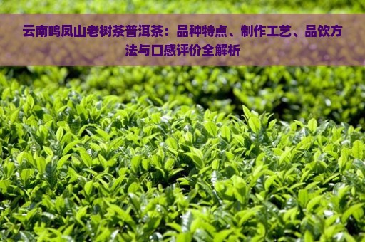 云南鸣凤山老树茶普洱茶：品种特点、制作工艺、品饮方法与口感评价全解析