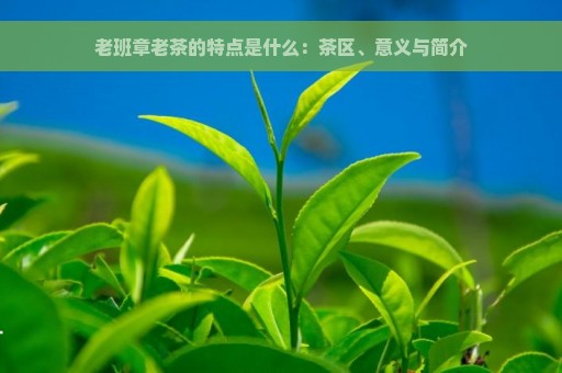 老班章老茶的特点是什么：茶区、意义与简介