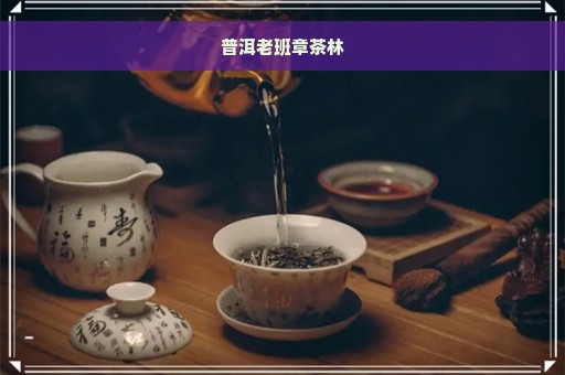 普洱老班章茶林