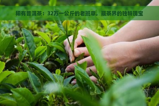 稀有普洱茶：32万一公斤的老班章，藏茶界的独特瑰宝