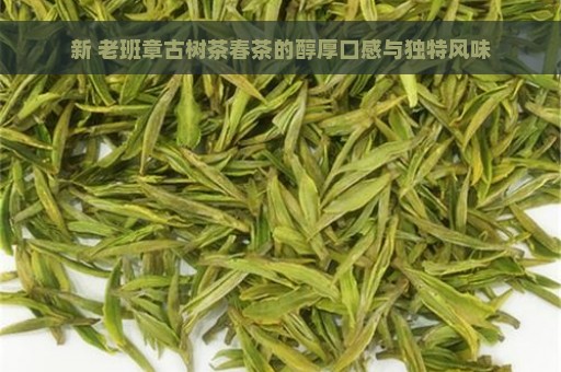 新 老班章古树茶春茶的醇厚口感与独特风味