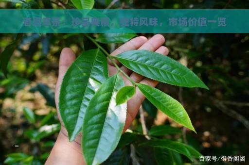 老班章茶：珍品典藏，独特风味，市场价值一览