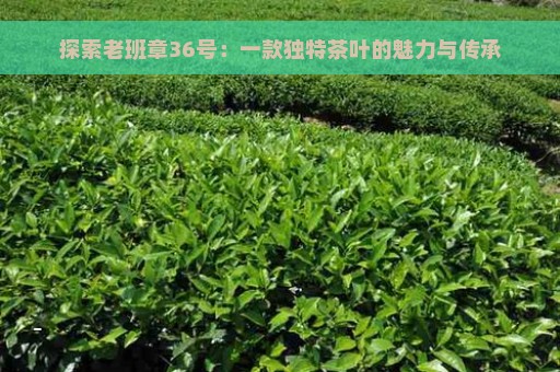 探索老班章36号：一款独特茶叶的魅力与传承