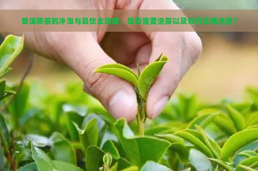 普洱熟茶的冲泡与品饮全攻略：是否需要洗茶以及如何正确洗茶？