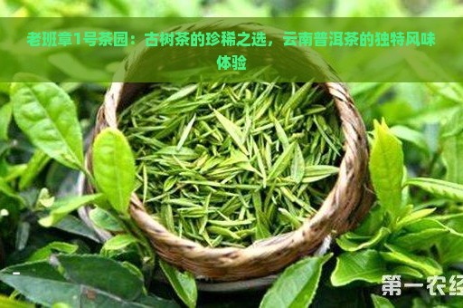 老班章1号茶园：古树茶的珍稀之选，云南普洱茶的独特风味体验