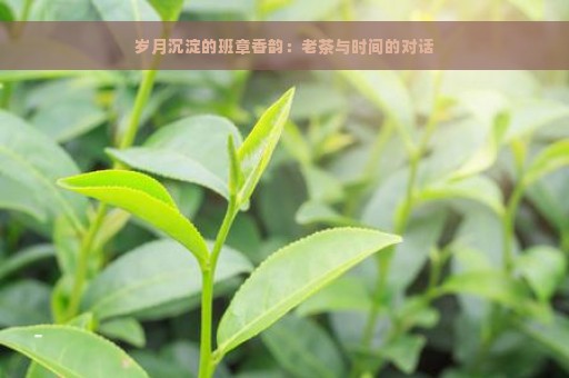 岁月沉淀的班章香韵：老茶与时间的对话