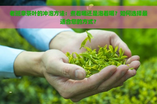 老班章茶叶的冲泡方法：煮着喝还是泡着喝？如何选择最适合您的方式？