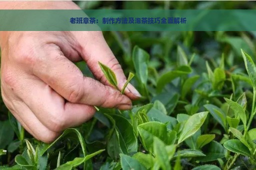 老班章茶：制作方法及泡茶技巧全面解析