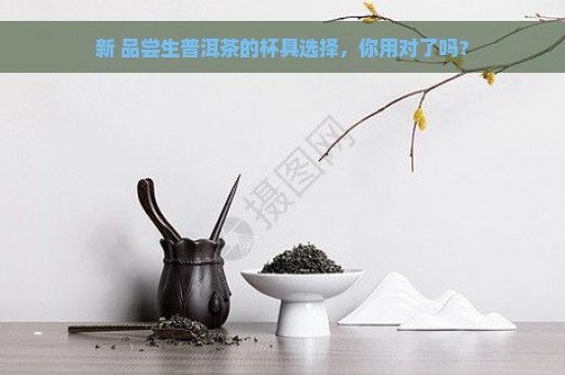 新 品尝生普洱茶的杯具选择，你用对了吗？