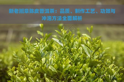 新老班章陈皮普洱茶：品质、制作工艺、功效与冲泡方法全面解析