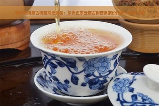 普洱老班章古树茶现场竞价：珍贵正宗云南古树普洱茶价格及一饼多少钱