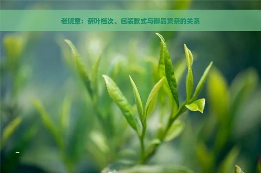 老班章：茶叶档次、包装款式与御品贡茶的关系