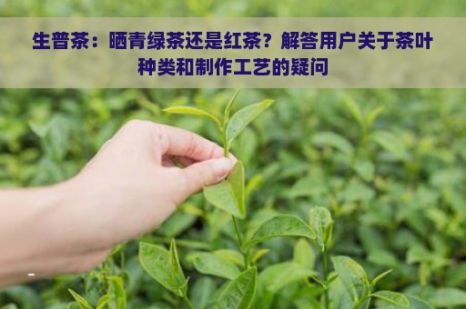 生普茶：晒青绿茶还是红茶？解答用户关于茶叶种类和制作工艺的疑问