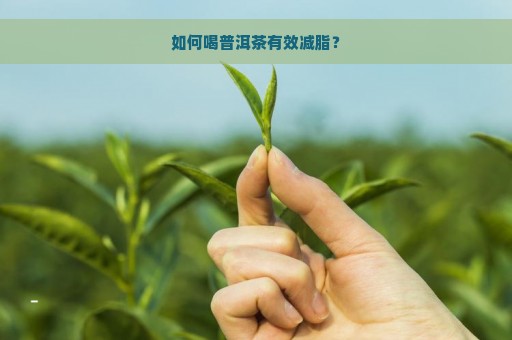 如何喝普洱茶有效减脂？