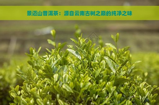 景迈山普洱茶：源自云南古树之巅的纯净之味