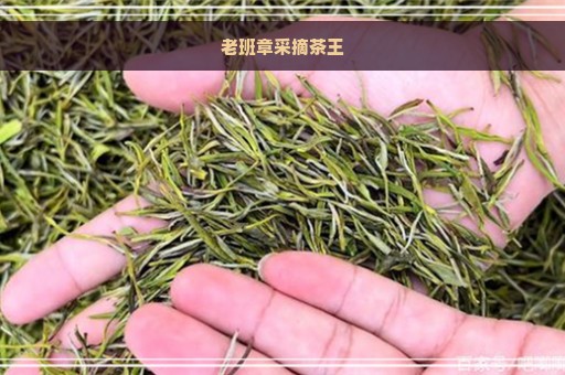 老班章采摘茶王