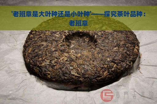 '老班章是大叶种还是小叶种'——探究茶叶品种：老班章