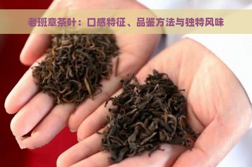 老班章茶叶：口感特征、品鉴方法与独特风味