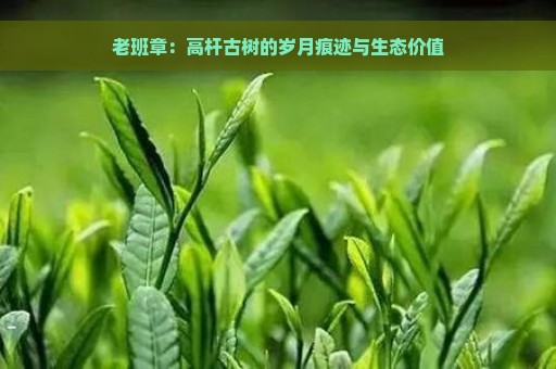 老班章：高杆古树的岁月痕迹与生态价值