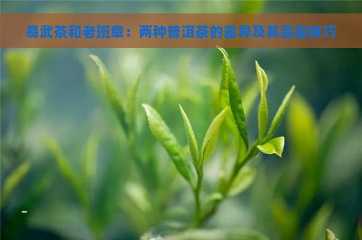 易武茶和老班章：两种普洱茶的差异及其品尝技巧